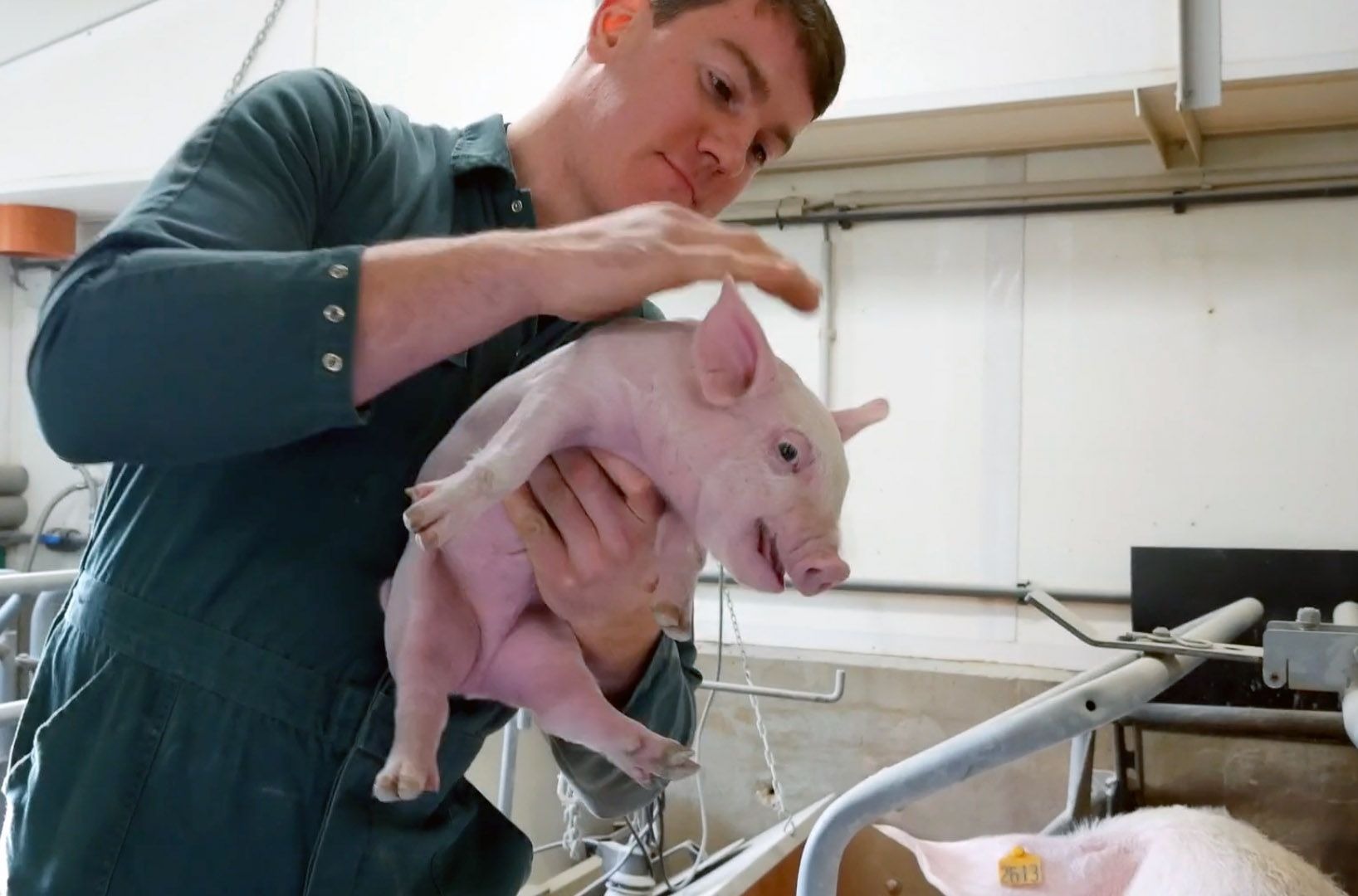 Azubi Lucas hält Ferkel im Schweinestall des Hofguts Neumühle